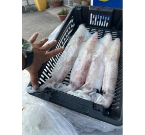 Mực tươi Phan Thiết